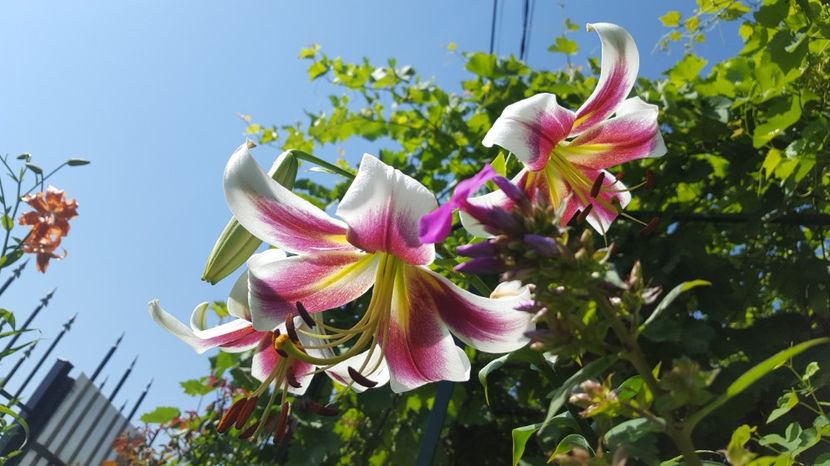 20170711_100513(0) - Crini - 2017