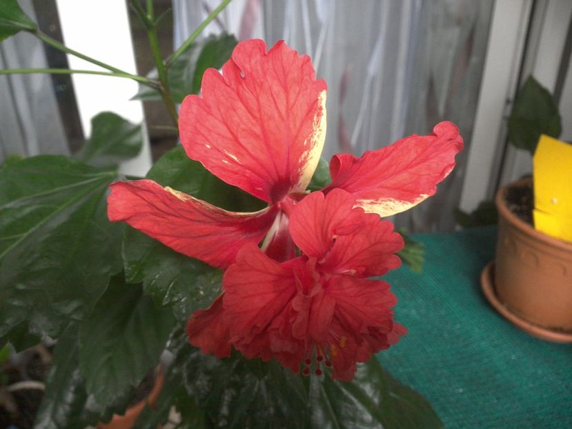 WIN_20170711_093049 - El Capitolio