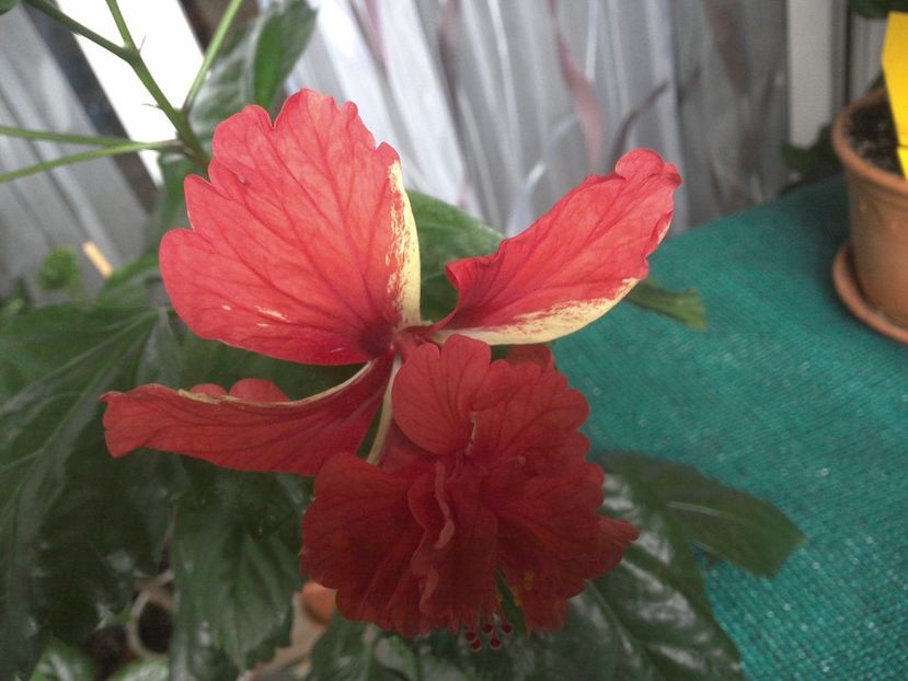 WIN_20170711_093053 - El Capitolio