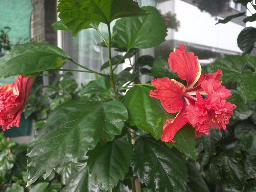 WIN_20170711_093354 - El Capitolio