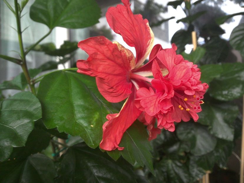 WIN_20170711_093403 - El Capitolio