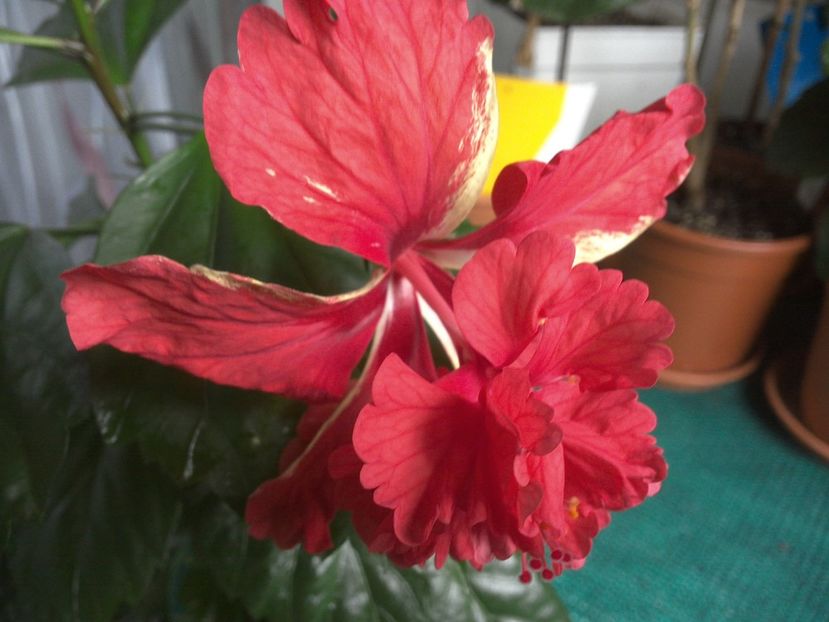 WIN_20170711_093126 - El Capitolio