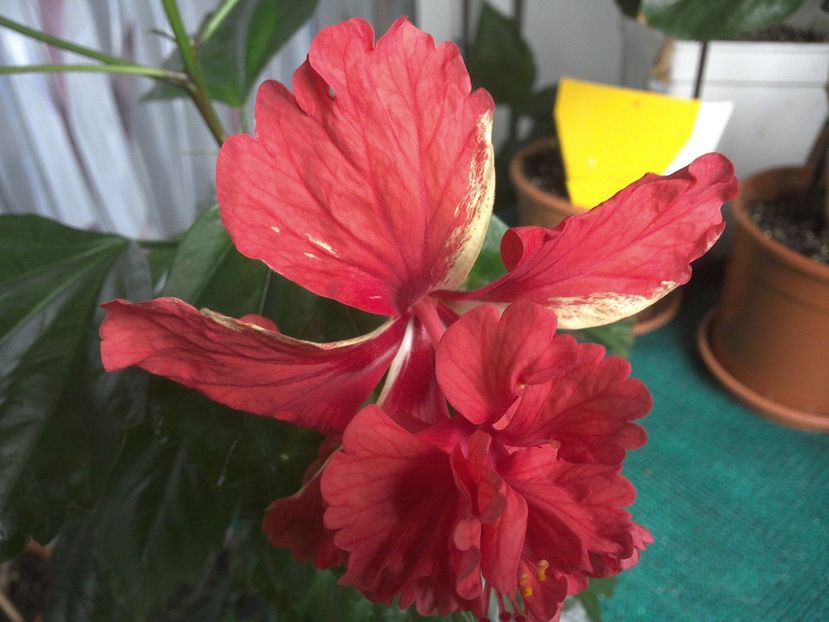 WIN_20170711_093145 - El Capitolio