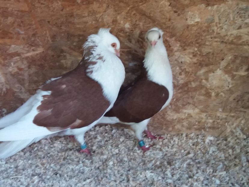  - Jucători de Amara