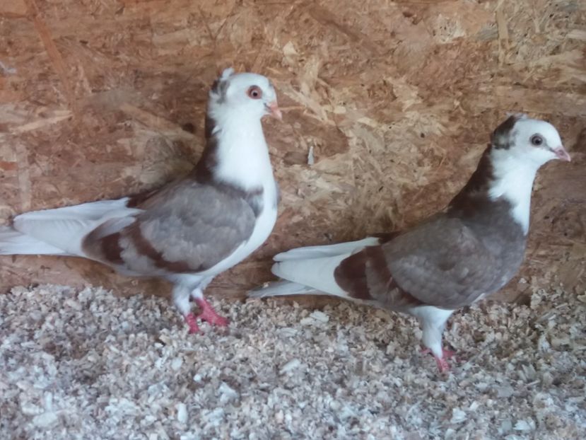  - Jucători de Amara