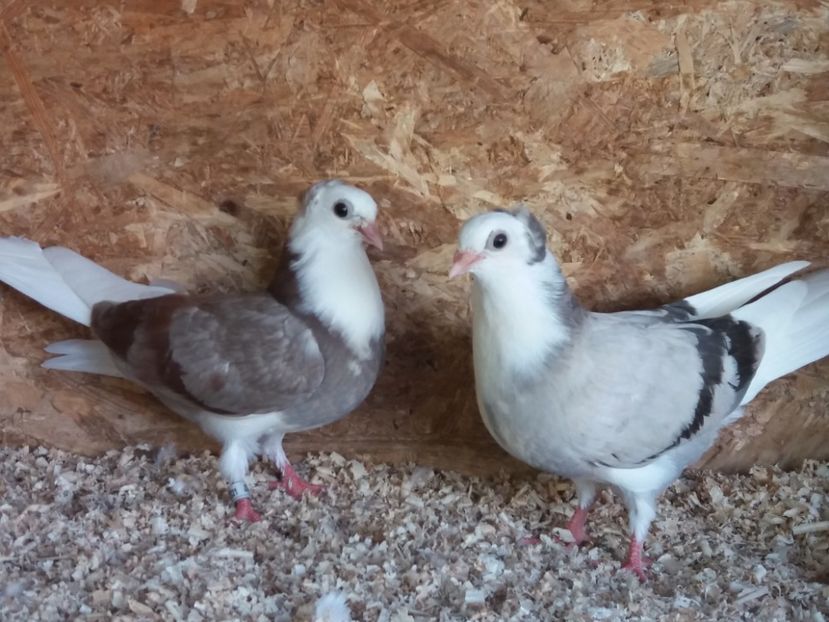  - Jucători de Amara