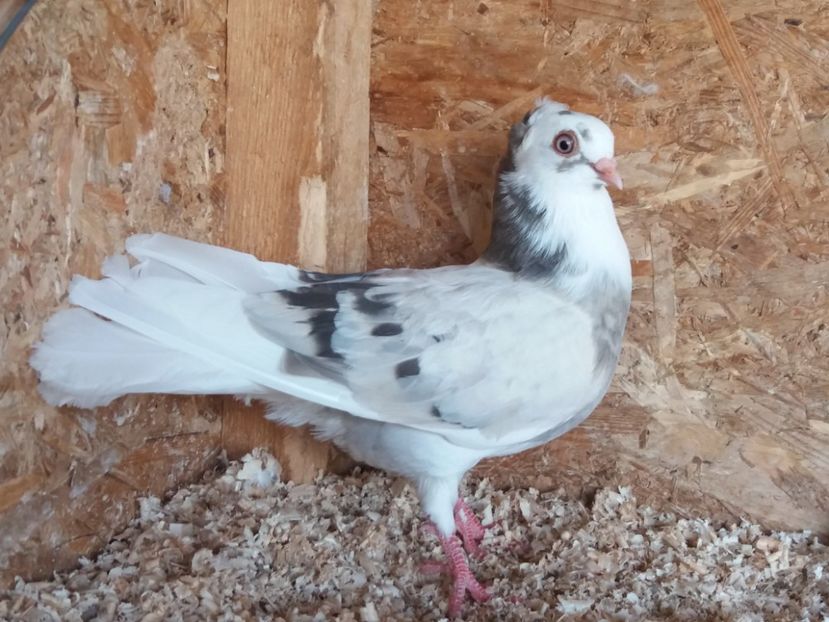  - Jucători de Amara