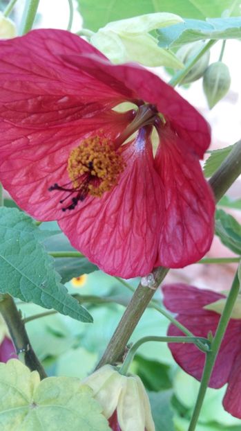  - 2017 ABUTILON