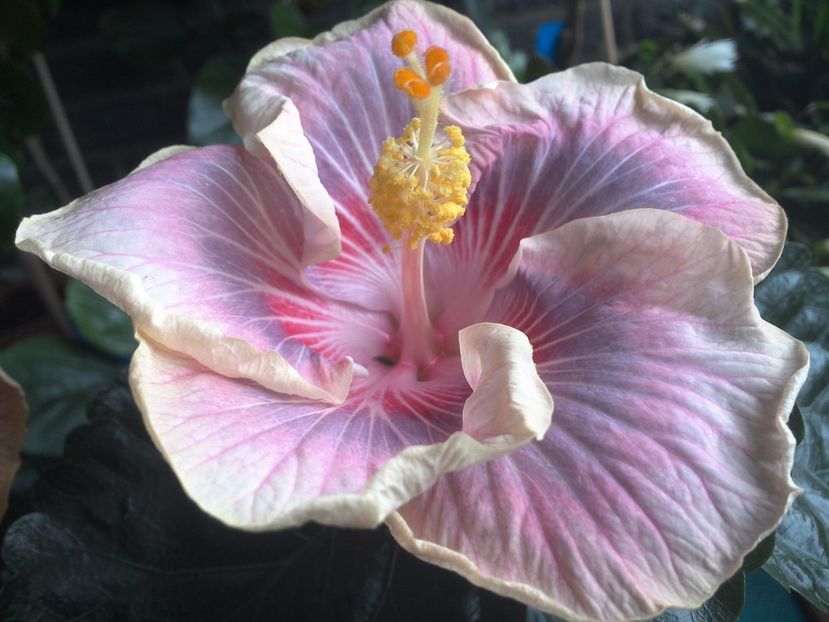 WIN_20170711_103624 - Barry Schlueter