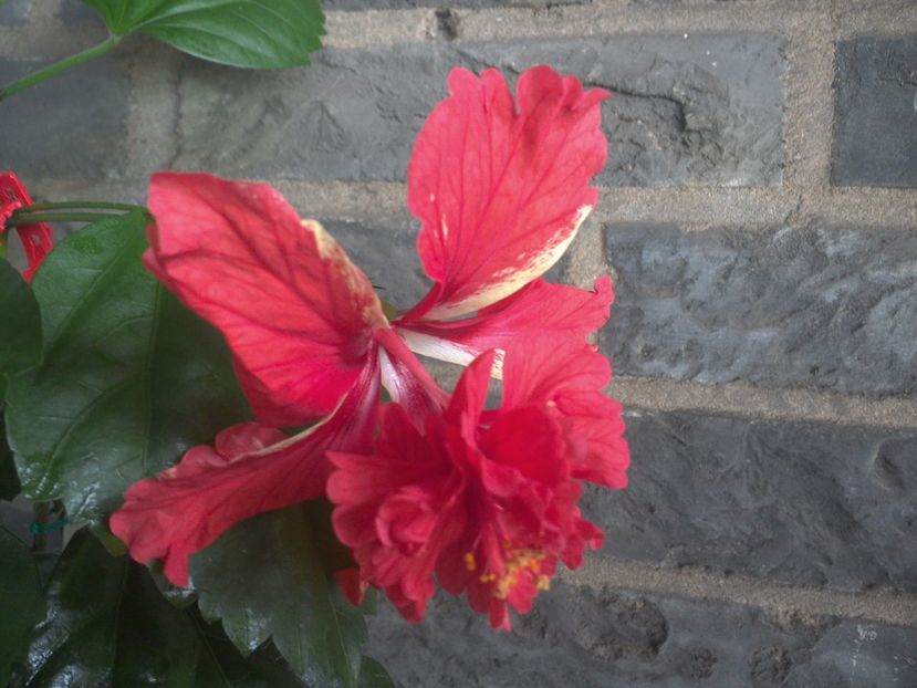 WIN_20170711_103301 - El Capitolio