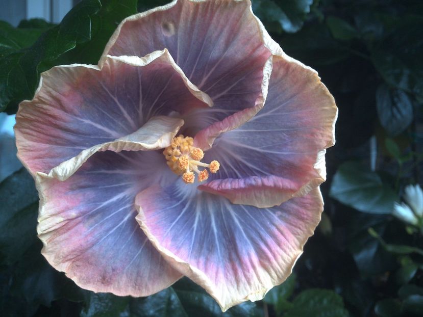 WIN_20170711_103456 - Silver Memories