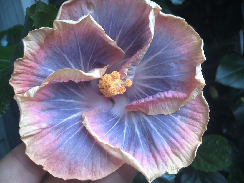 WIN_20170711_103510 - Silver Memories