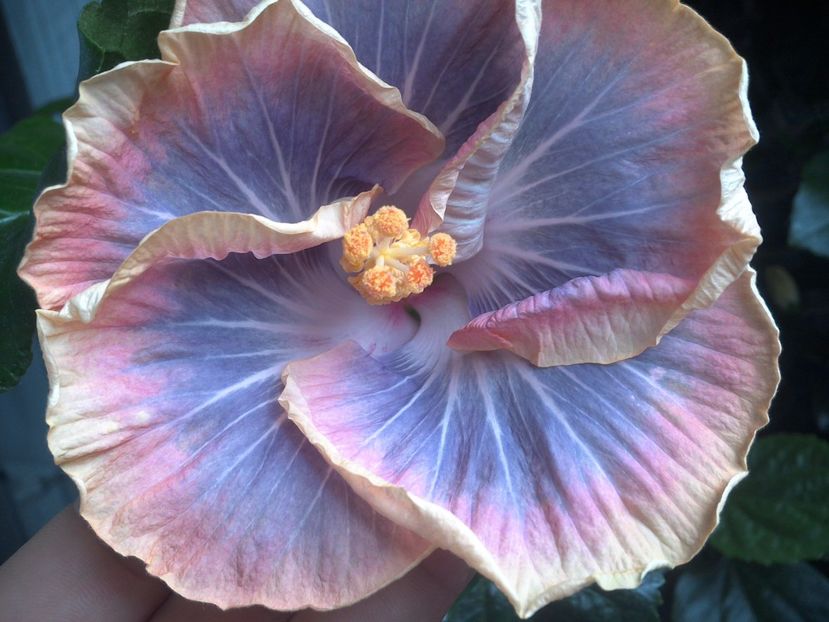 WIN_20170711_103518 - Silver Memories