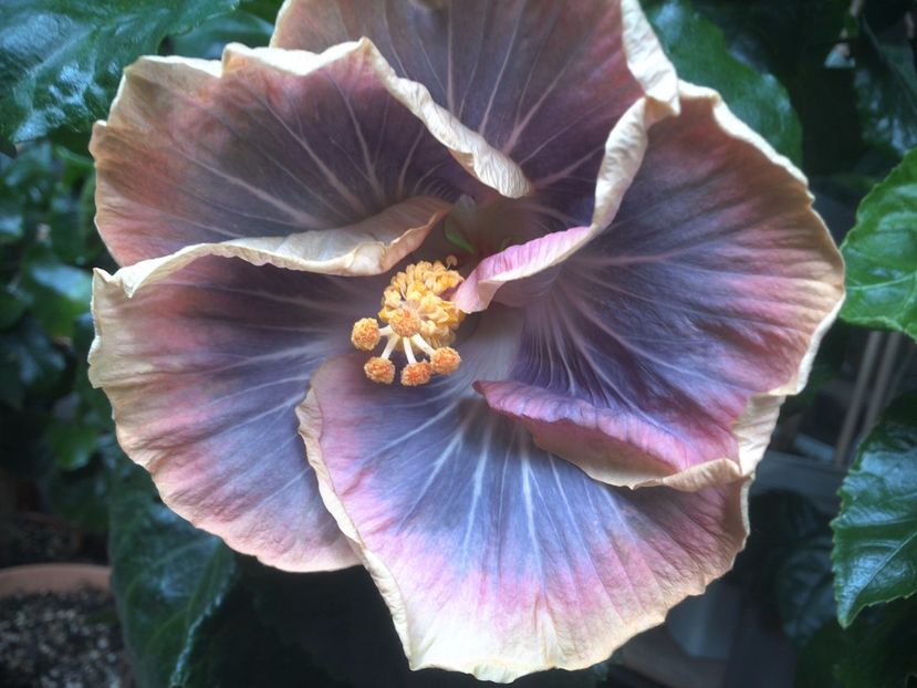 WIN_20170711_103821 - Silver Memories