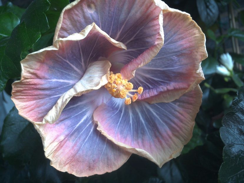 WIN_20170711_103647 - Silver Memories