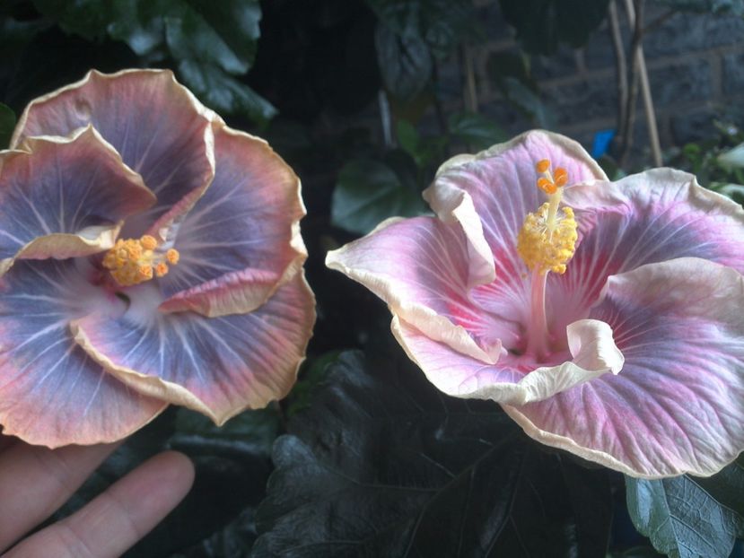 WIN_20170711_103542 - 03Hibiscus