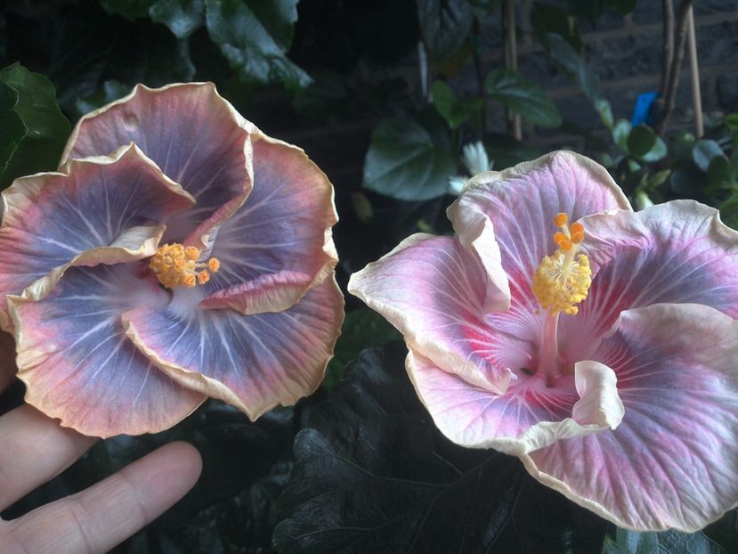 WIN_20170711_103555 - 03Hibiscus