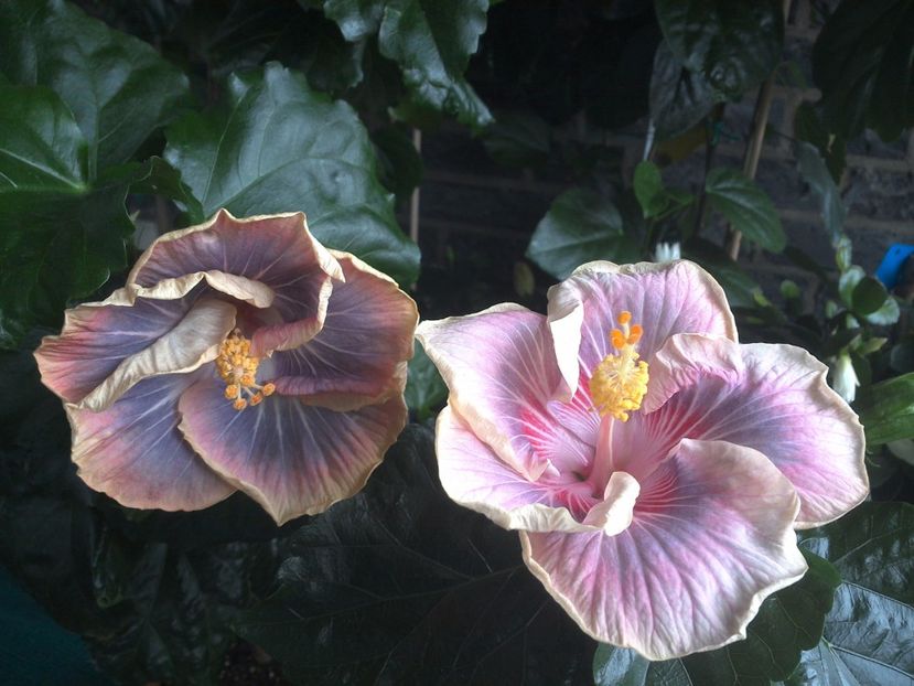 WIN_20170711_103602 - 03Hibiscus