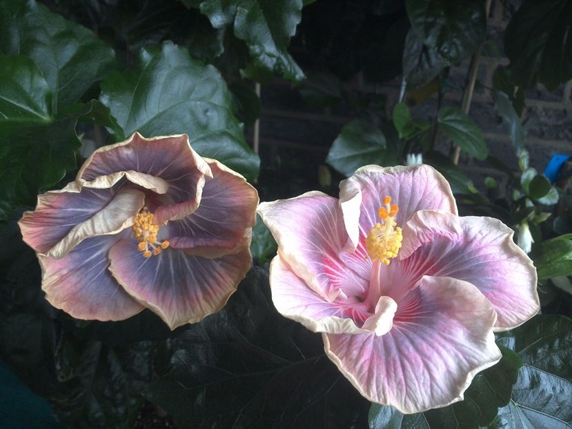 WIN_20170711_103603 - 03Hibiscus