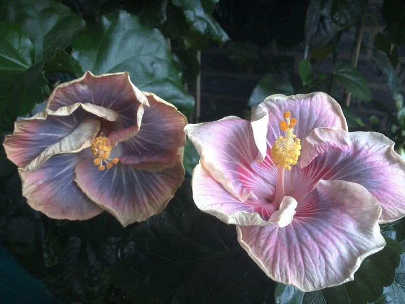 WIN_20170711_103610 - 03Hibiscus