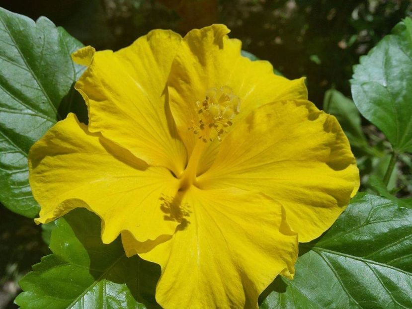 received_1102182459883202 - hibiscus Eloka