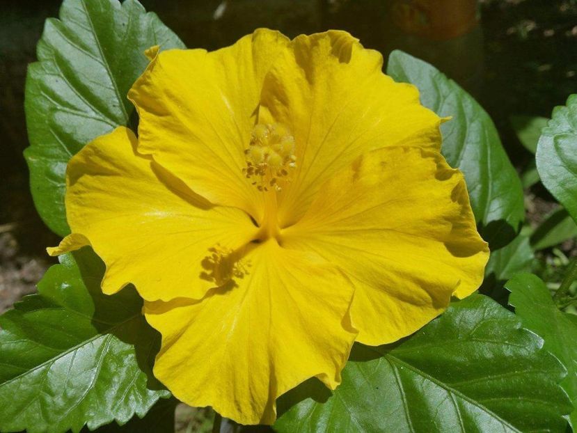 received_1102182829883165 - hibiscus Eloka