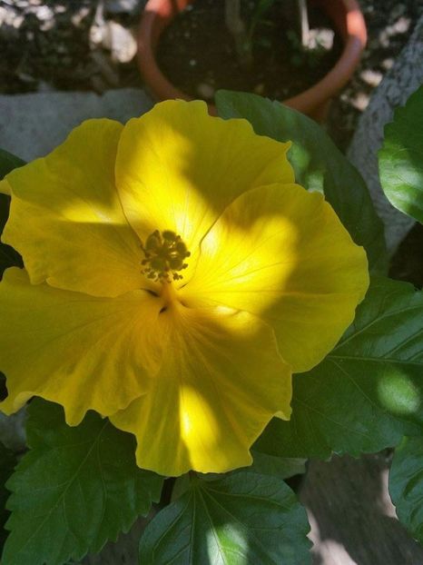 received_1102182863216495 - hibiscus Eloka