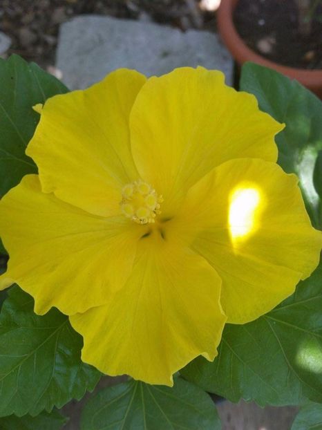 received_1102182999883148 - hibiscus Eloka