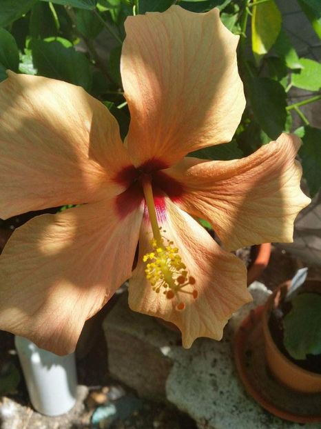 received_1102181943216587 - hibiscus cairo apricot