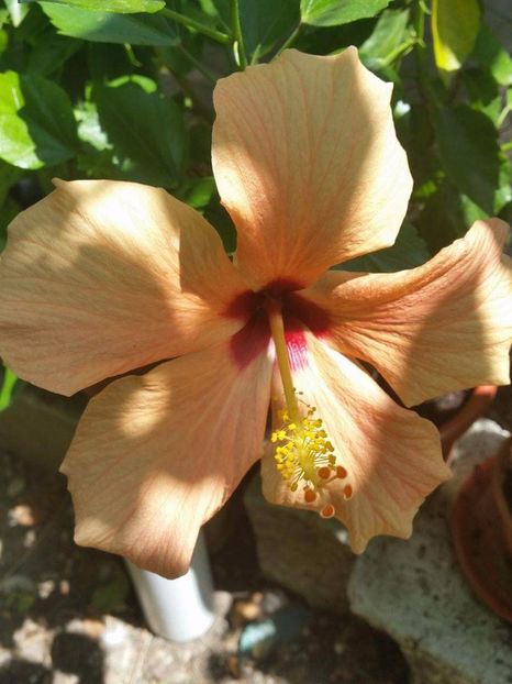 received_1102182163216565 - hibiscus cairo apricot