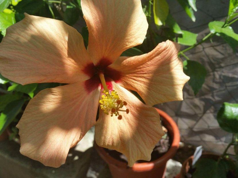 received_1102182196549895 - hibiscus cairo apricot
