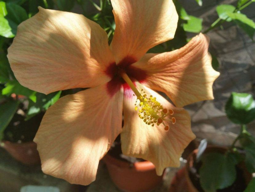  - hibiscus cairo apricot
