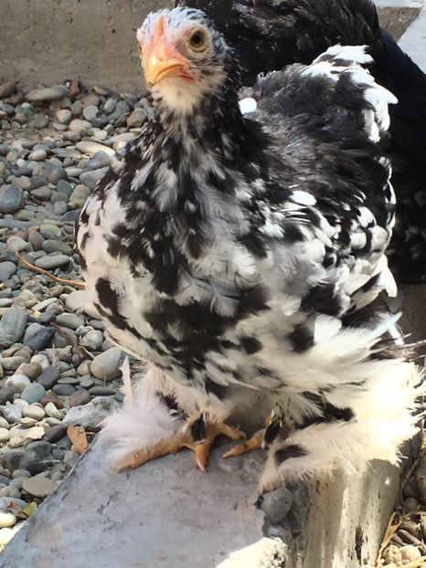  - Puișori cochi pitic 2017