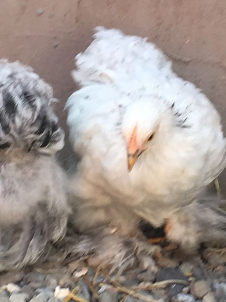  - Puișori cochi pitic 2017