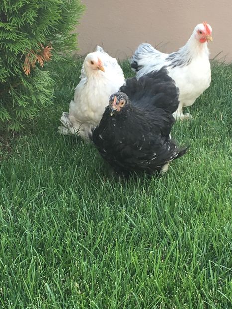  - Puișori cochi pitic 2017