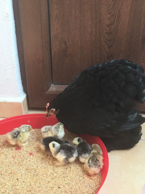  - Puișori cochi pitic 2017