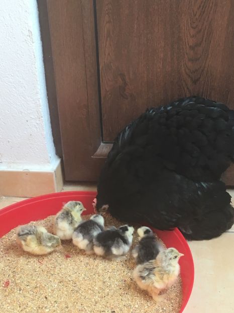  - Puișori cochi pitic 2017