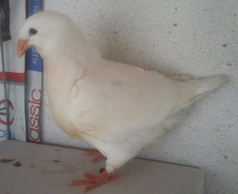 10   2017 - TINERET 2017