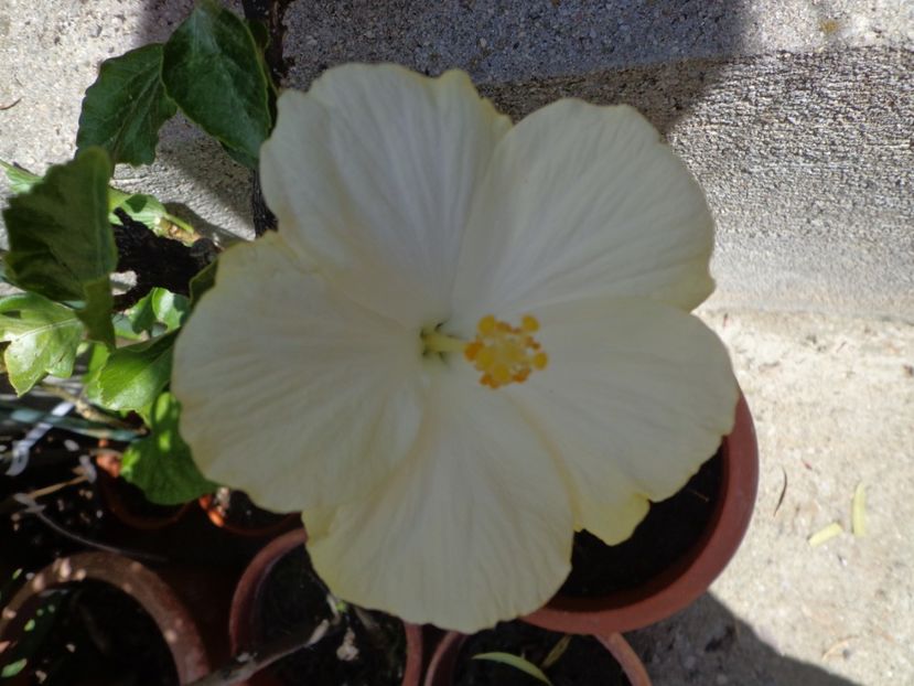  - A-HIBISCUSI 2017