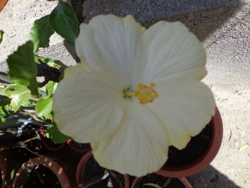  - A-HIBISCUSI 2017