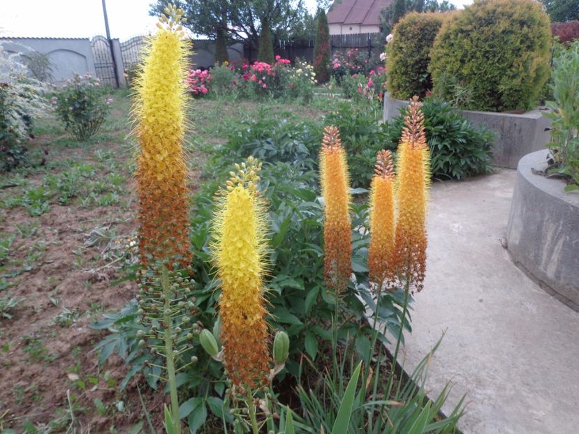  - FLORI DE GRADINA 2017