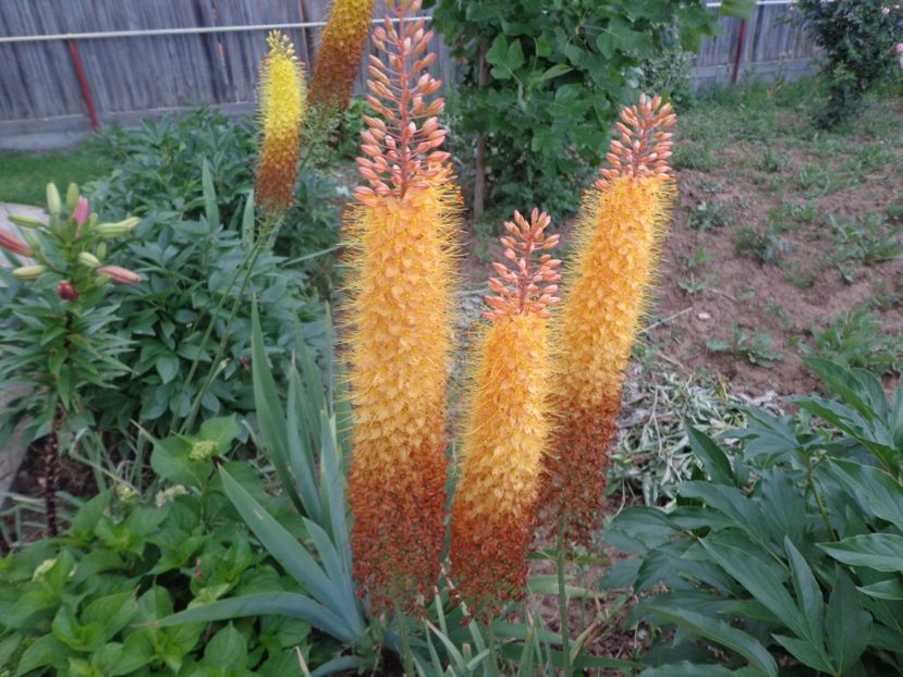  - FLORI DE GRADINA 2017