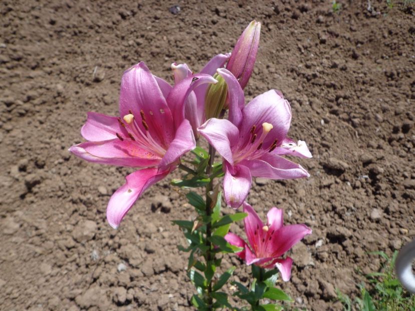  - FLORI DE GRADINA 2017