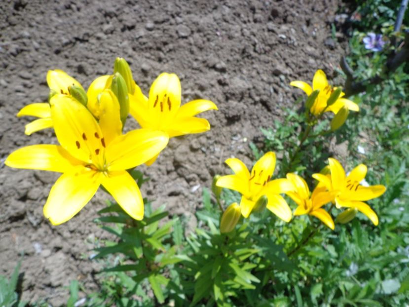  - FLORI DE GRADINA 2017