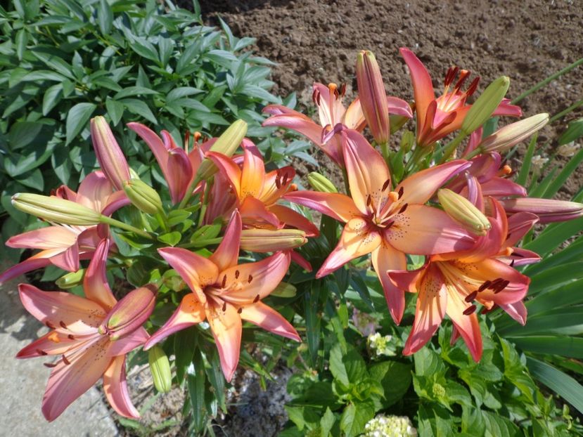  - FLORI DE GRADINA 2017