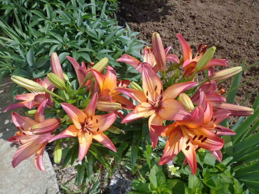  - FLORI DE GRADINA 2017