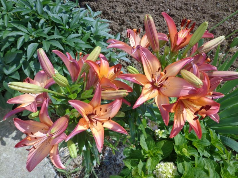  - FLORI DE GRADINA 2017