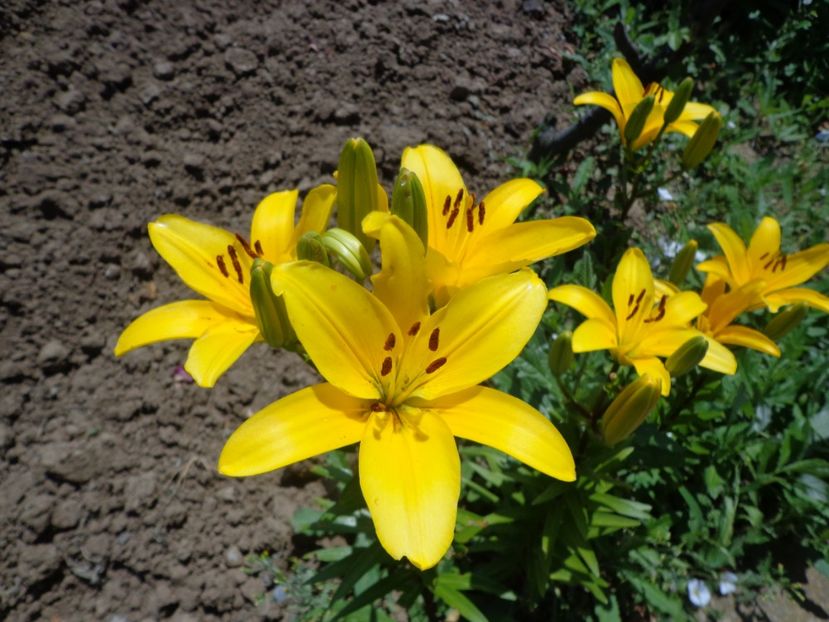  - FLORI DE GRADINA 2017