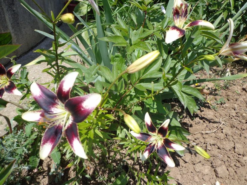  - FLORI DE GRADINA 2017