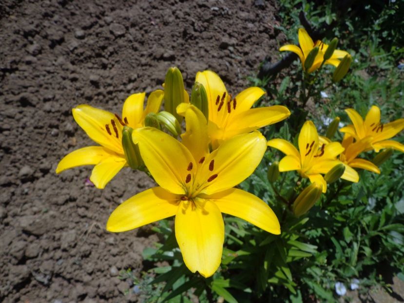  - FLORI DE GRADINA 2017